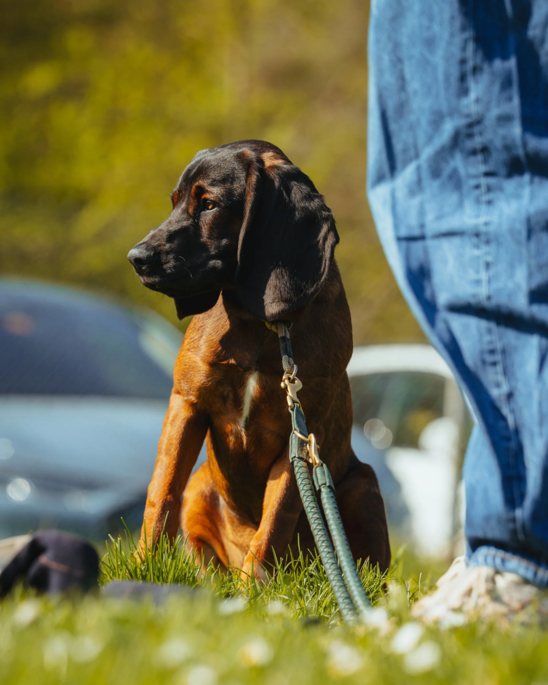 Junghundtraining Stuttgart &ndash; Aufbaukurs nach Welpenschule f&uuml;r junge Hunde