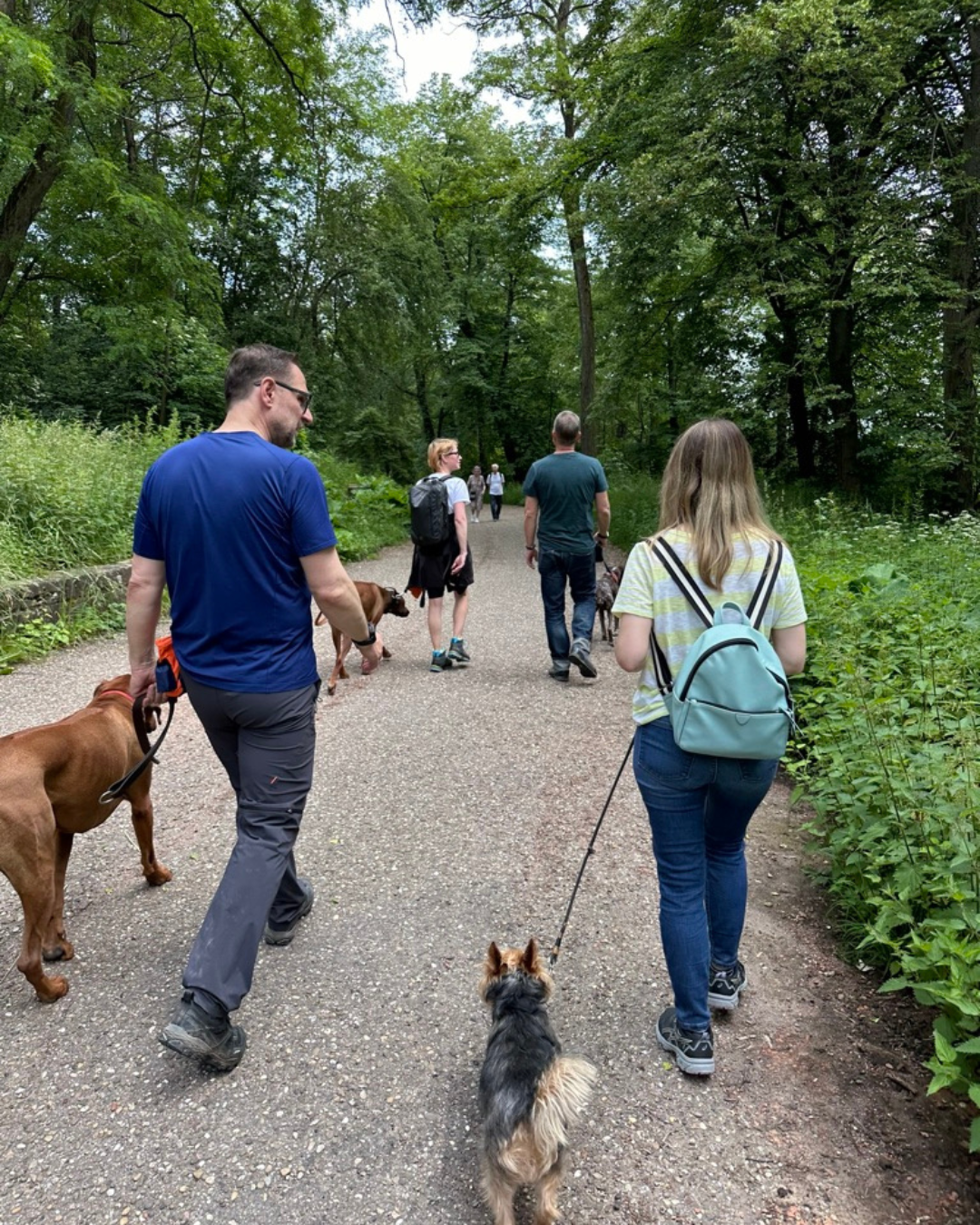 Social Walk Hund Stuttgart f&uuml;r entspanntes Training in der Gruppe und ruhiges Verhalten im Alltag