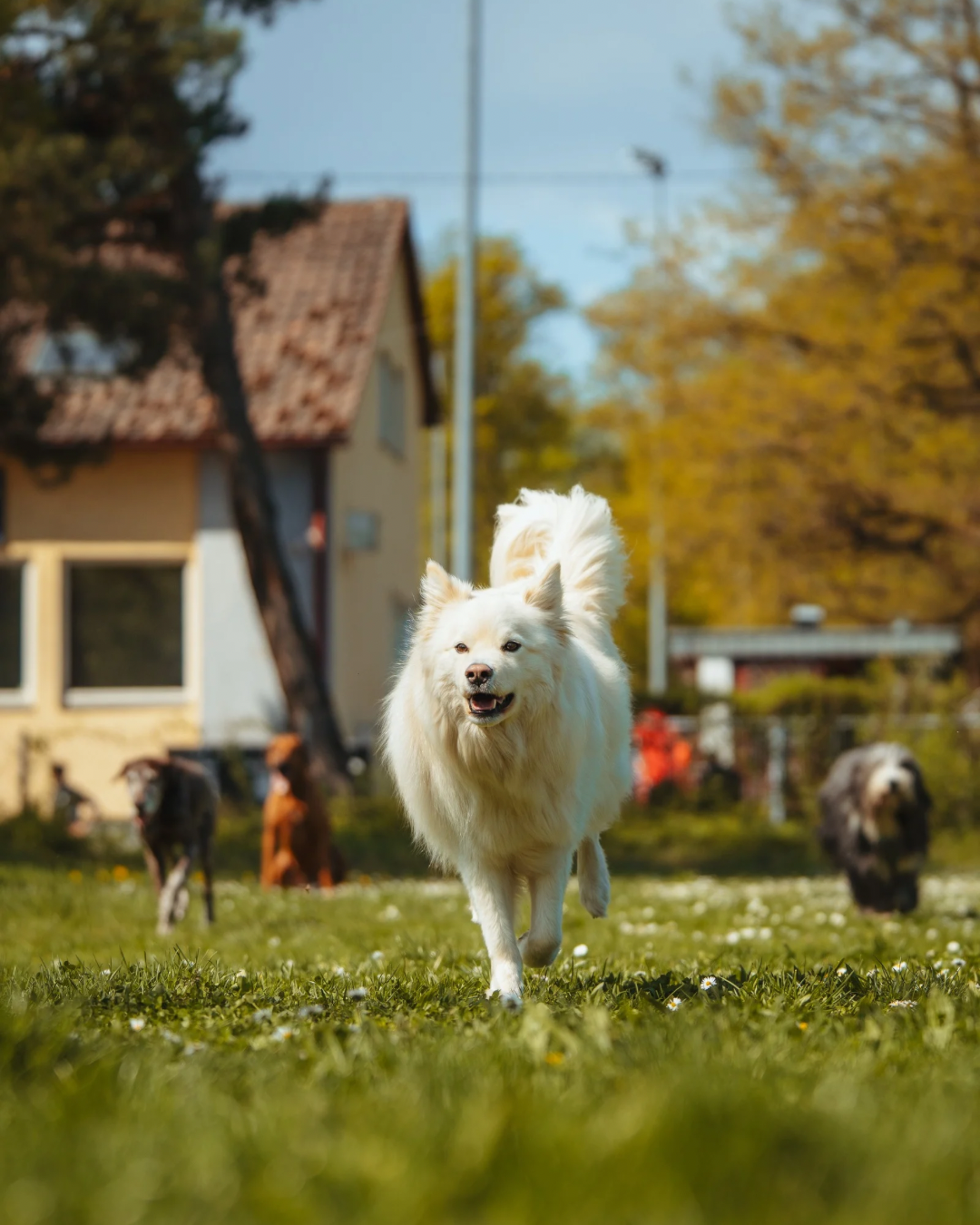 Hund kommt zuverl&auml;ssig zur&uuml;ck im R&uuml;ckruftraining in Stuttgart