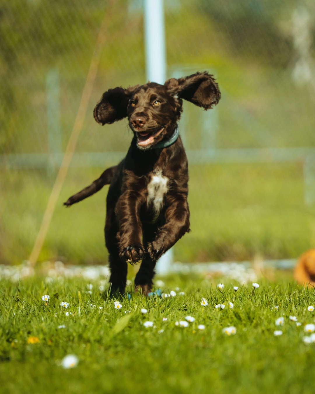 Radiustraining Hund Stuttgart f&uuml;r mehr Orientierung am Menschen und sicheren Freilauf im Alltag