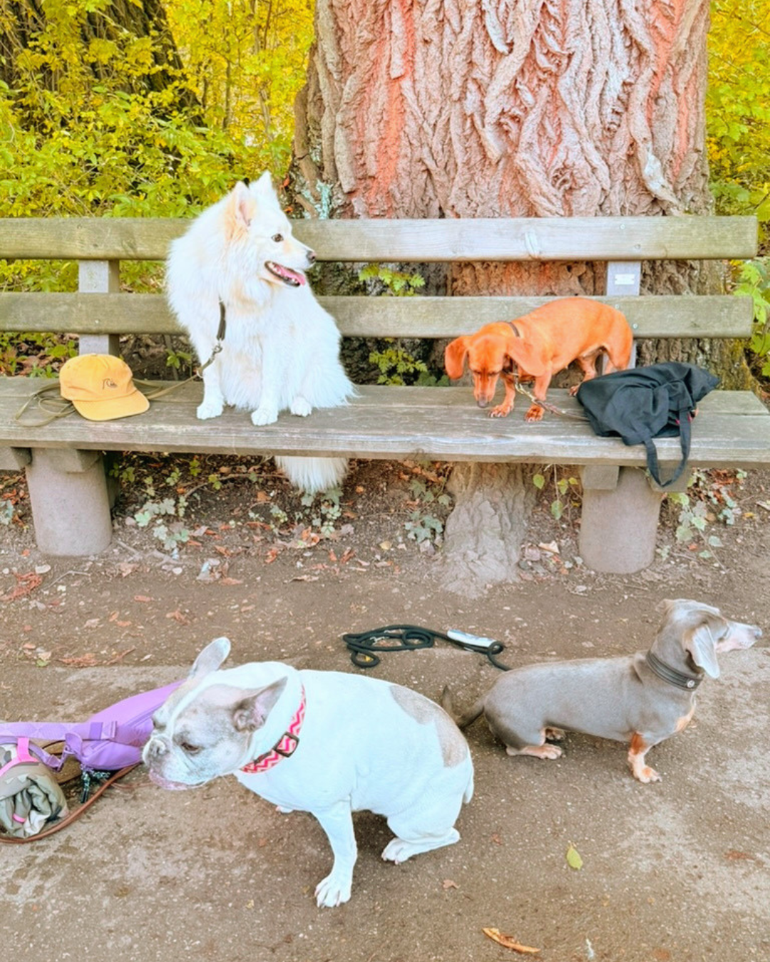 Gelassener Hund durch Hundetraining Stuttgart f&uuml;r mehr Ruhe, Entspannung und stressfreien Alltag