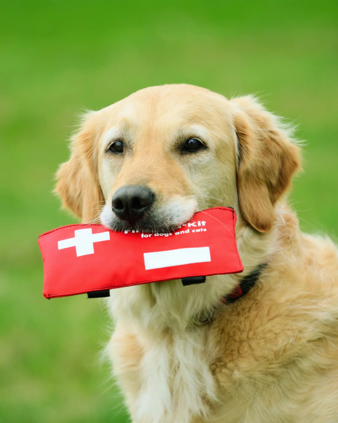 Erste Hilfe Kurs Hund Stuttgart f&uuml;r Notf&auml;lle, Verletzungen und sicheres Handeln im Alltag mit deinem Hund