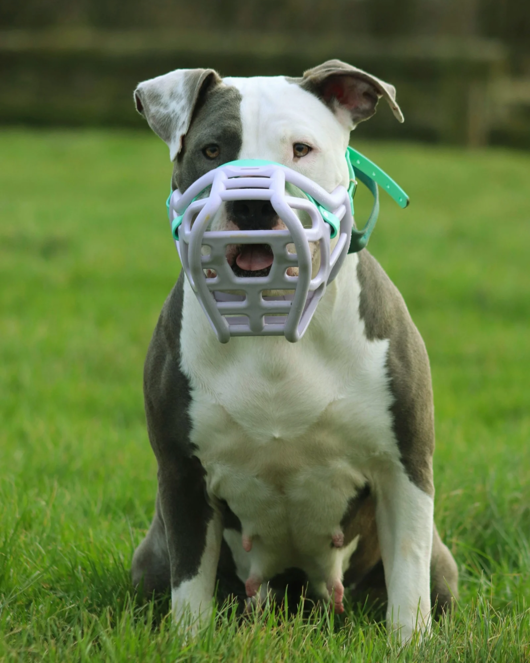 Maulkorbtraining Hund Stuttgart f&uuml;r stressfreie Gew&ouml;hnung, Sicherheit und entspannten Alltag mit Maulkorb