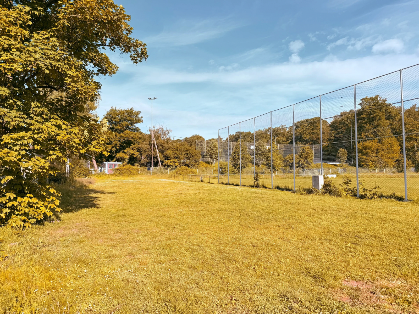 Hundetraining auf der Waldebene Ost in Stuttgart