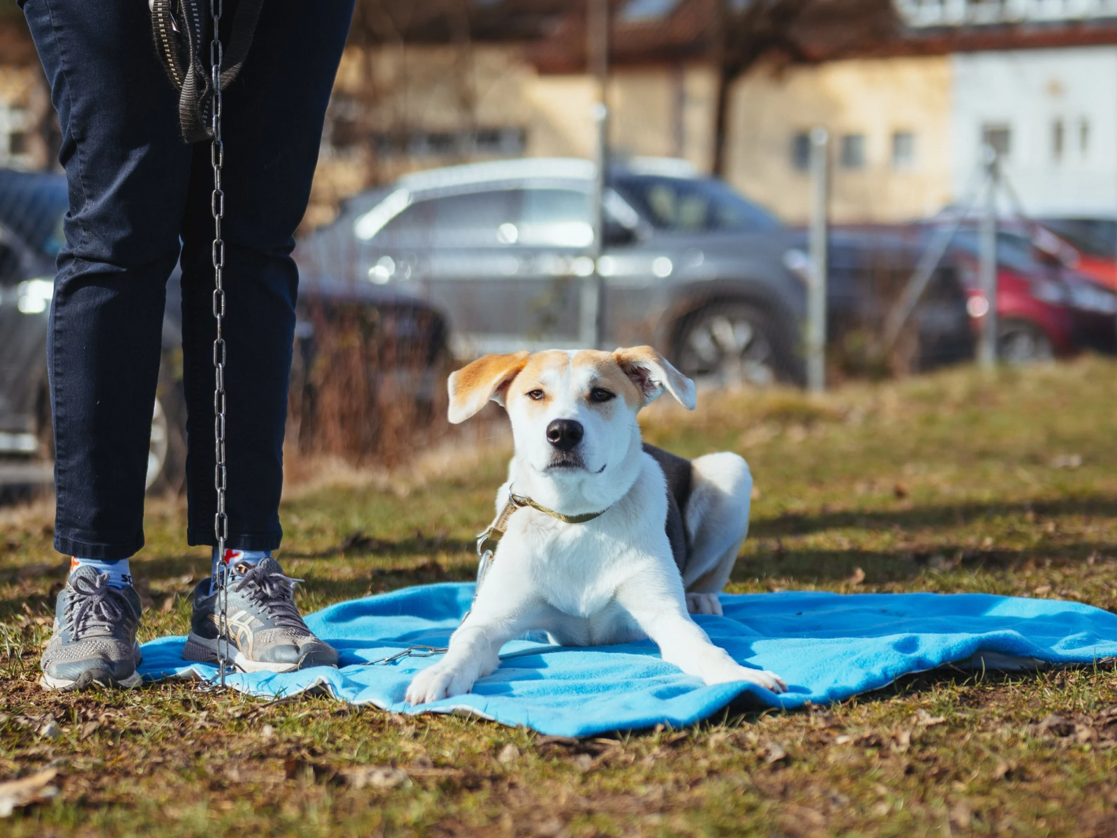 Hundetraining Stuttgart Quereinsteigerkurs f&uuml;r Hunde ohne Welpenschule