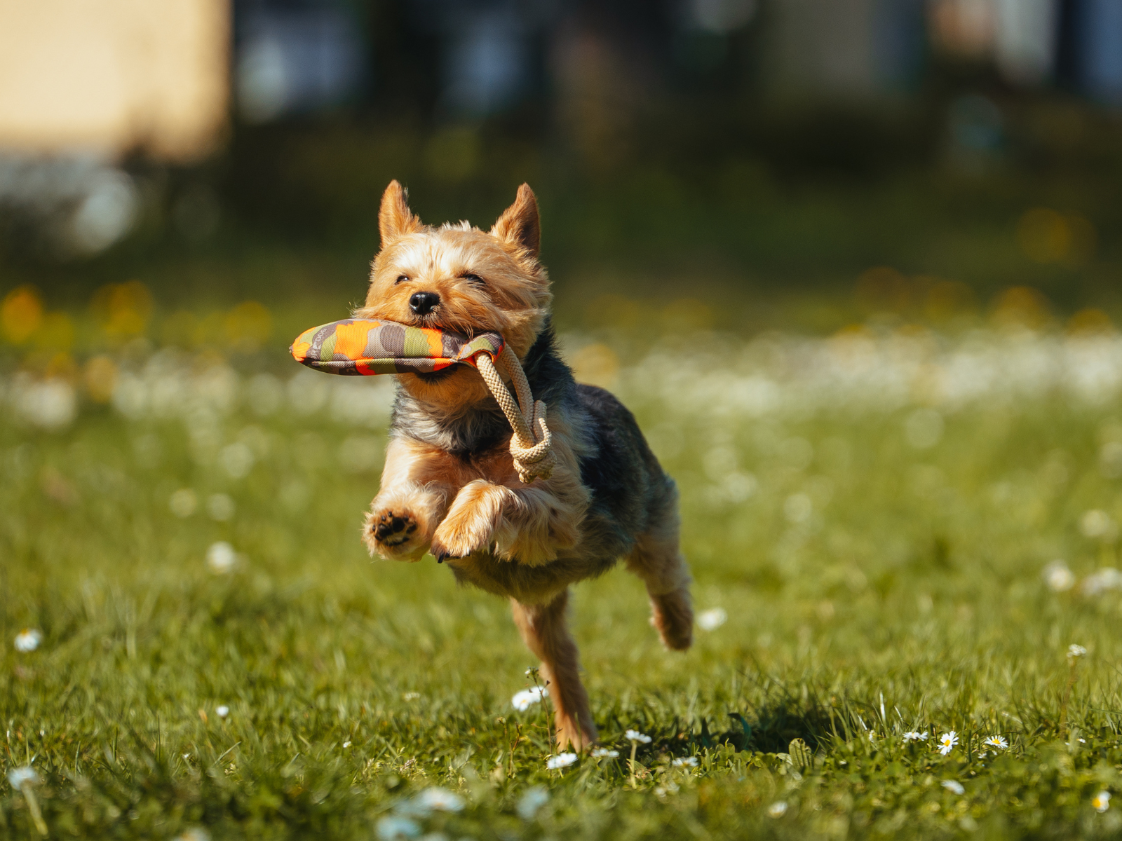 Apportieren Hund Stuttgart Workshop f&uuml;r sinnvolle Auslastung, Zusammenarbeit und kontrolliertes Bringen im Alltag