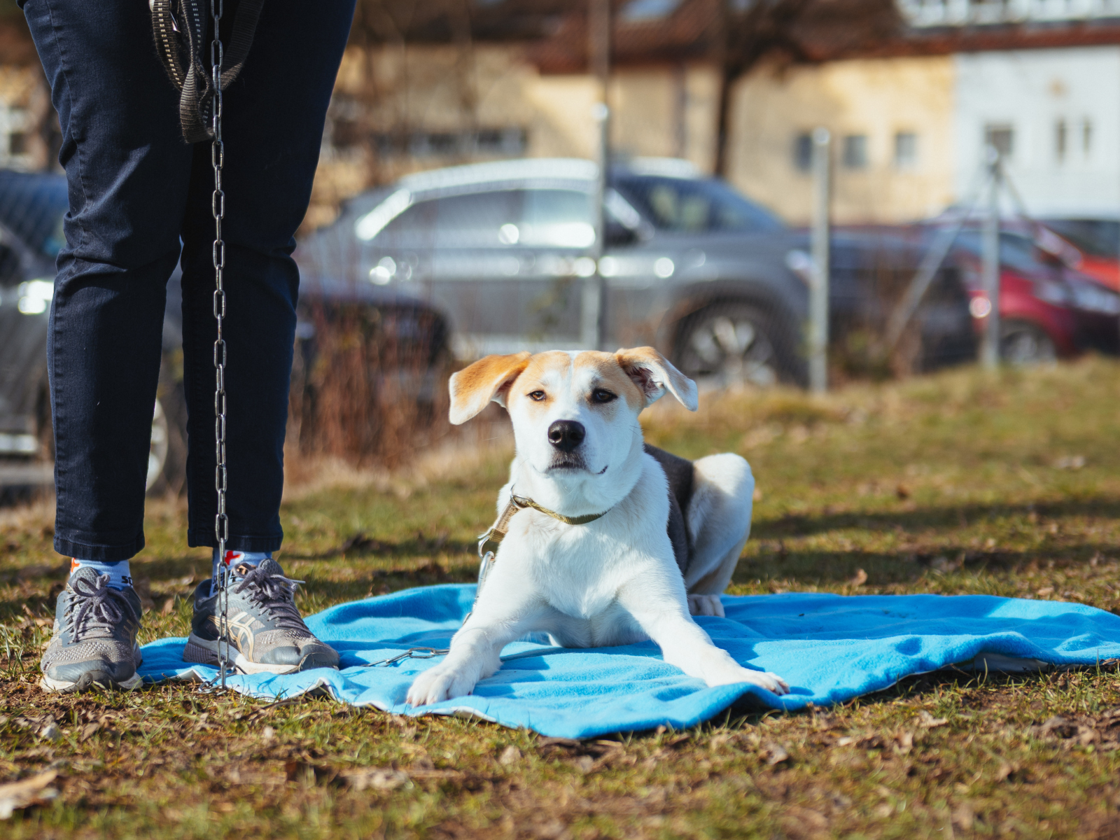 Quereinsteigerkurs für Hundetraining in Stuttgart