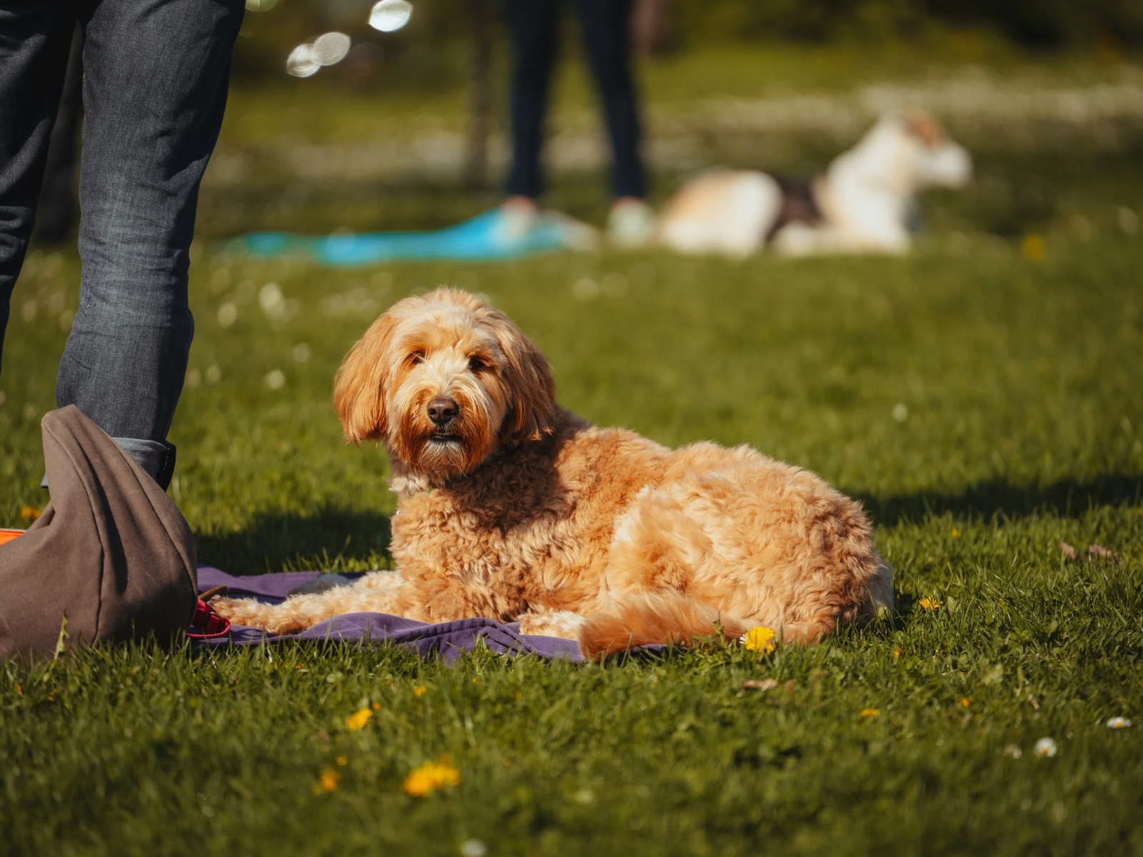 Hundeschule in Stuttgart Junghundekurs f&uuml;r Erziehung und Orientierung
