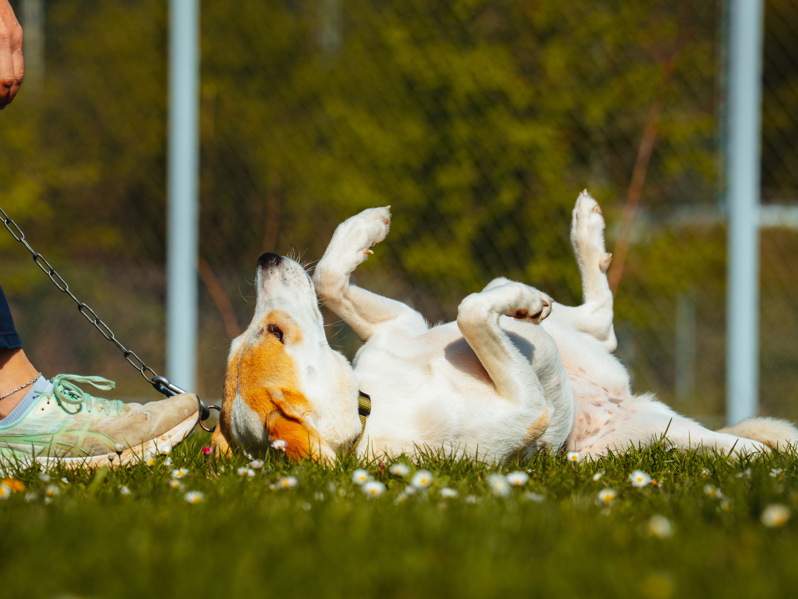 Gelassener Hund Stuttgart Workshop f&uuml;r mehr Ruhe, Stressreduktion und entspanntes Verhalten in Alltagssituationen