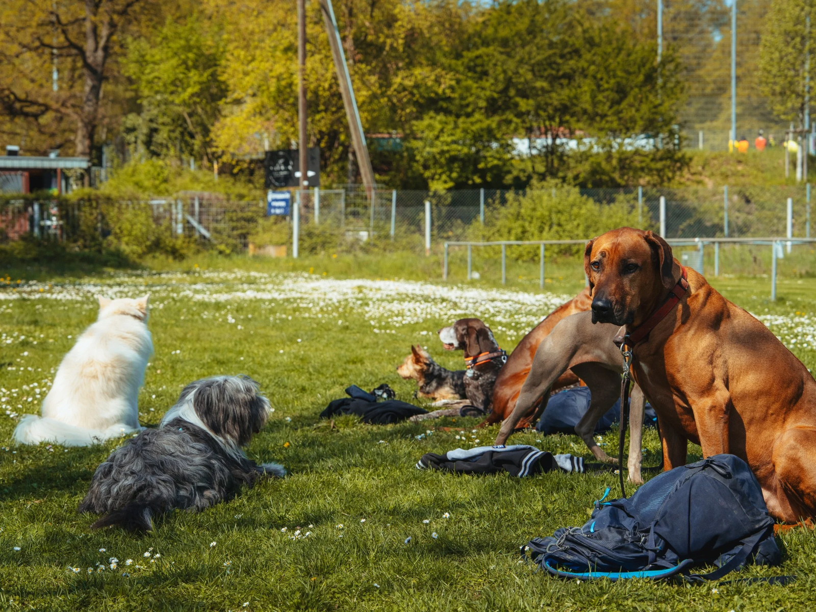 Hundeschule in Stuttgart Fortgeschrittenenkurs f&uuml;r zuverl&auml;ssige Erziehung