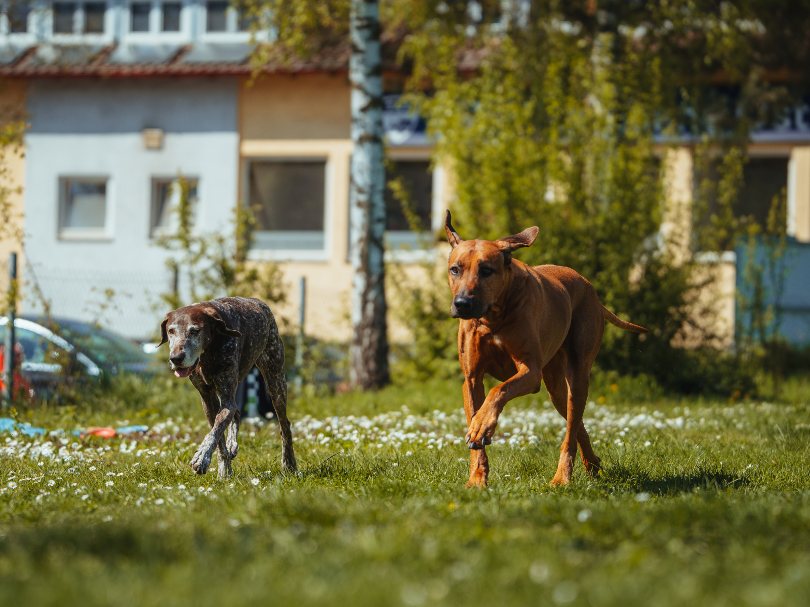 R&uuml;ckruf Hund Stuttgart Workshop f&uuml;r zuverl&auml;ssiges Zur&uuml;ckkommen, Freilauf und sichere Kontrolle im Alltag