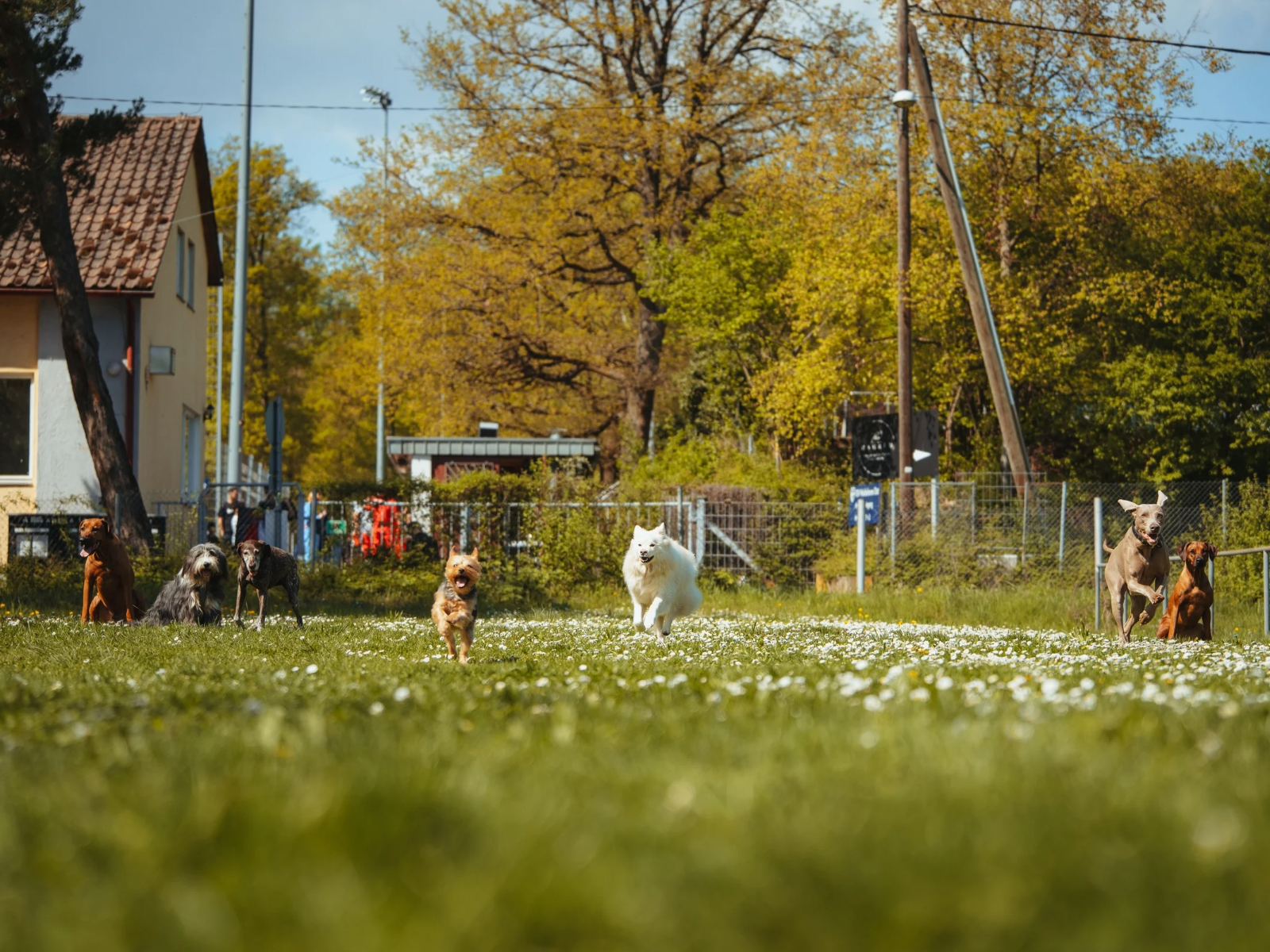 Hundef&uuml;hrerschein Stuttgart Vorbereitungskurs im Hundetraining
