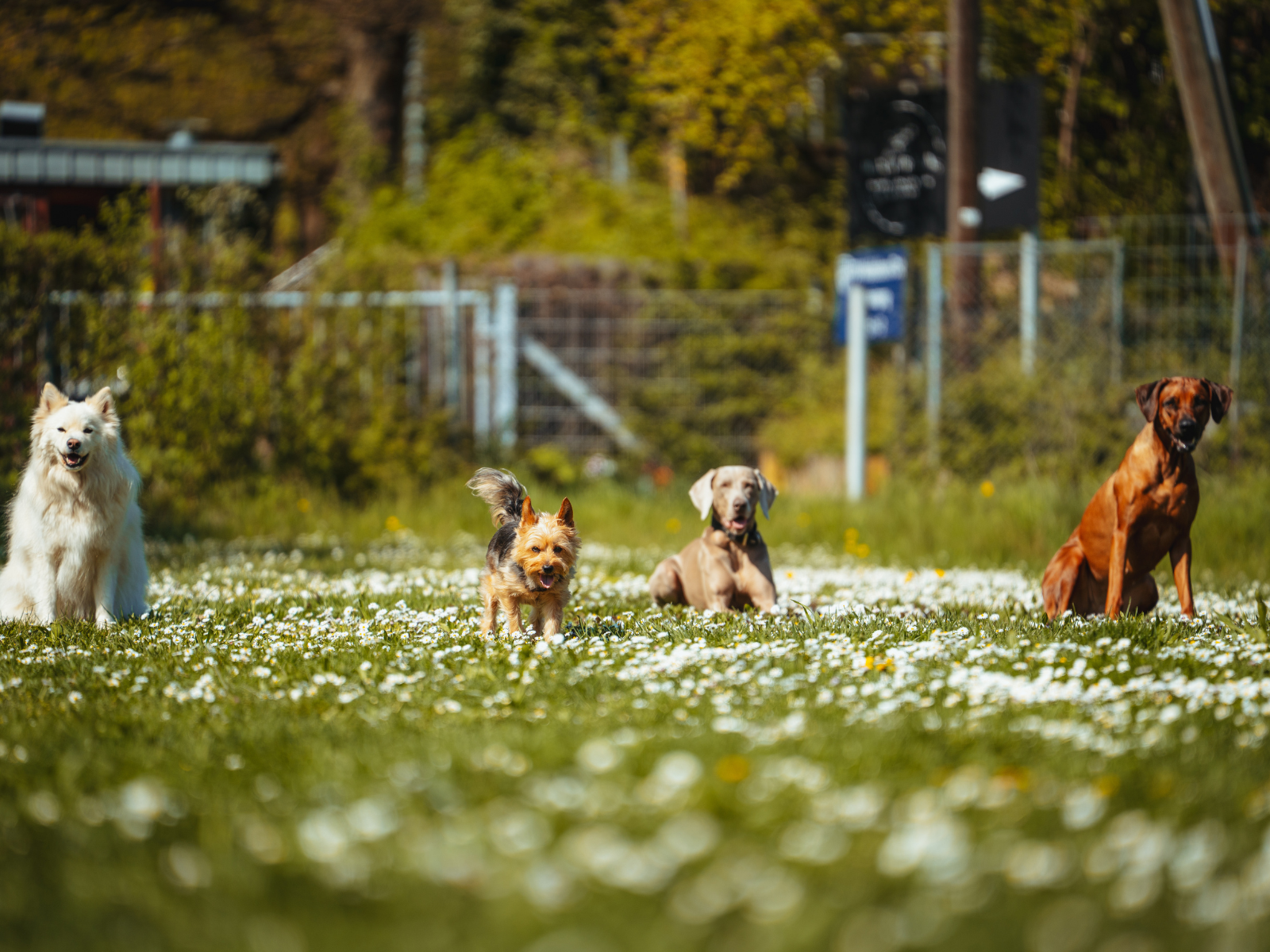 Radiustraining Hund Stuttgart Workshop f&uuml;r Orientierung am Menschen, sicheren Freilauf und nat&uuml;rliche N&auml;he