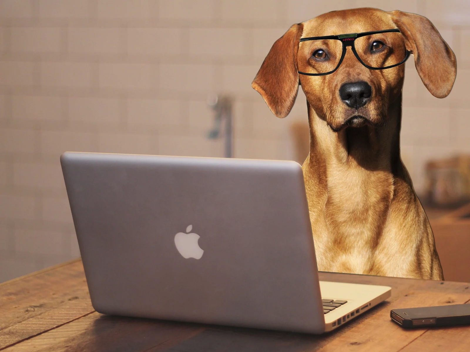 Online Hundetraining und Zoom Beratung