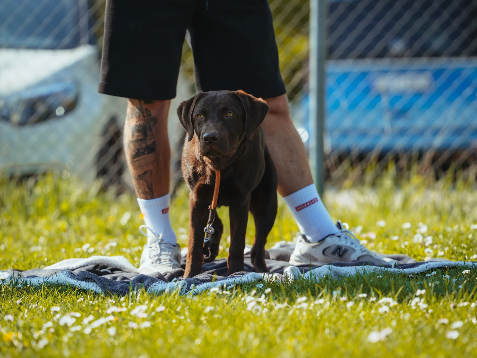 Schnupperstunde in einer Hundeschule in Stuttgart Einblick in Hundetraining und Kurse f&uuml;r Hundehalter