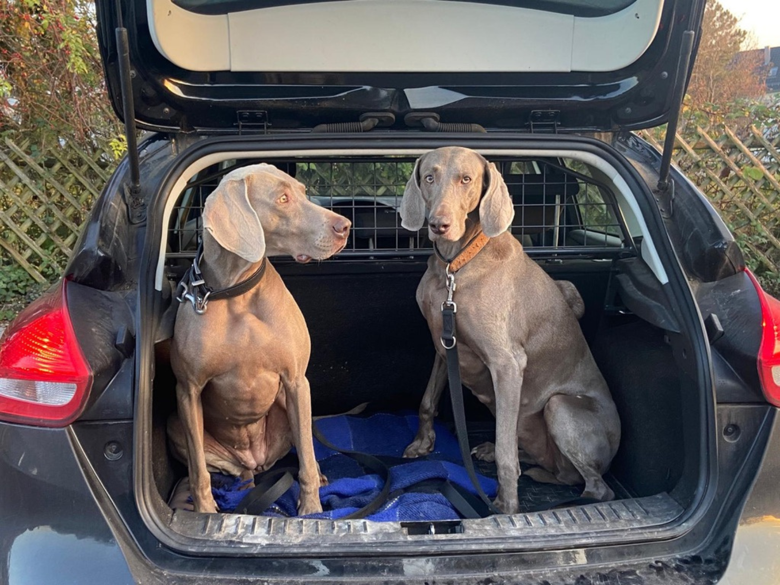 Kofferraumtraining Hund Stuttgart f&uuml;r sicheres Einsteigen, stressfreies Autofahren und ruhiges Verhalten beim Transport