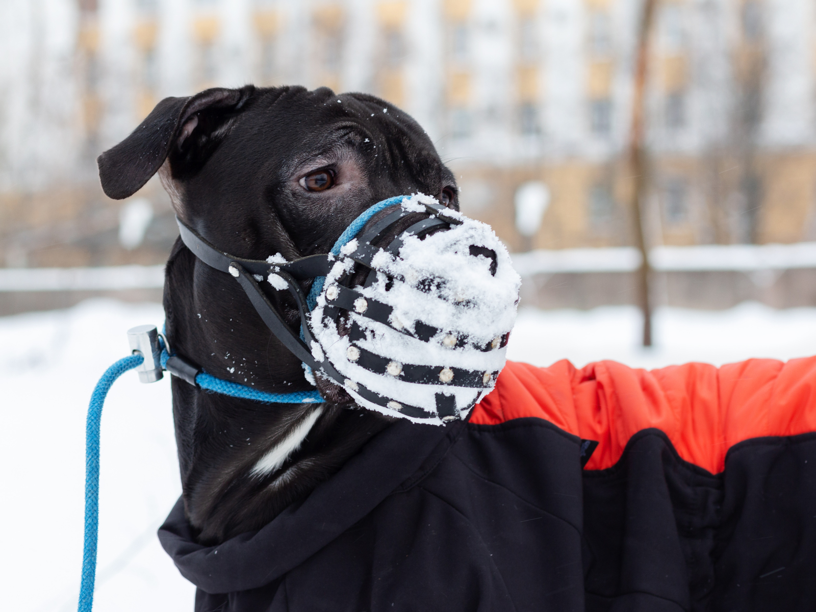 Maulkorbtraining Hund Stuttgart f&uuml;r entspannte Gew&ouml;hnung, Sicherheit im Alltag und positives Tragen des Maulkorbs