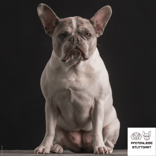 Hanni Stuttgart Hundeschule