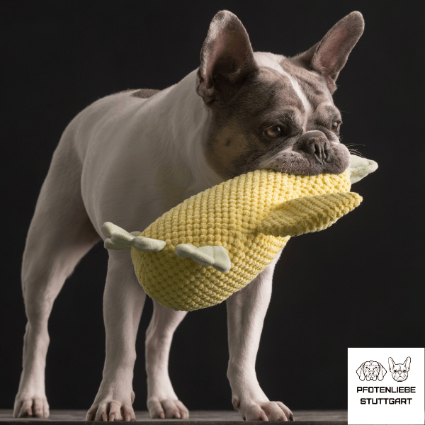 Hanni und die Ente Stuttgart Hundeschule