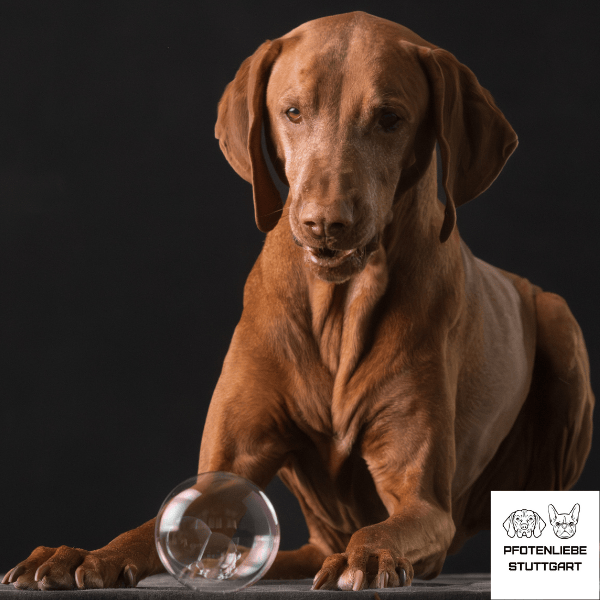 Janos beobachtet die Seifenblase Stuttgart Hundeschule