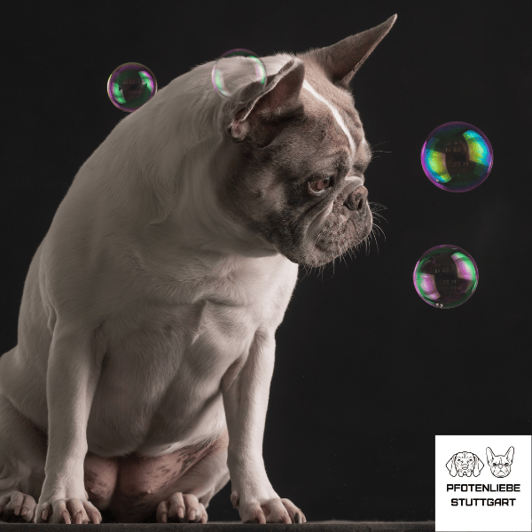 Hanni und die Seifenblasen Stuttgart Hundeschule