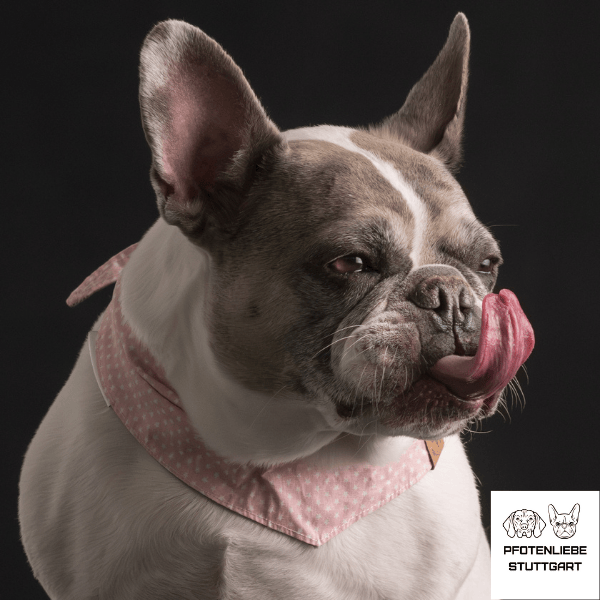 Hanni mit Halstuch Stuttgart Hundeschule
