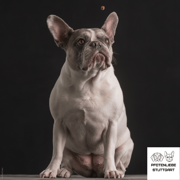 Hanni und das Leckerli Stuttgart Hundeschule