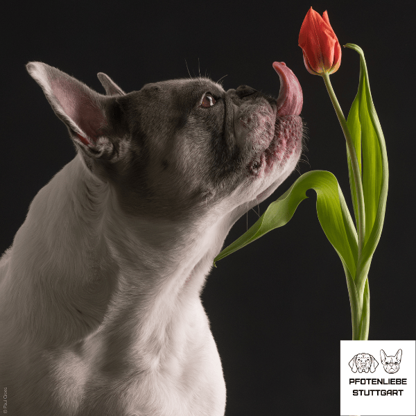 Hanni und die Tulpe Stuttgart Hundeschule