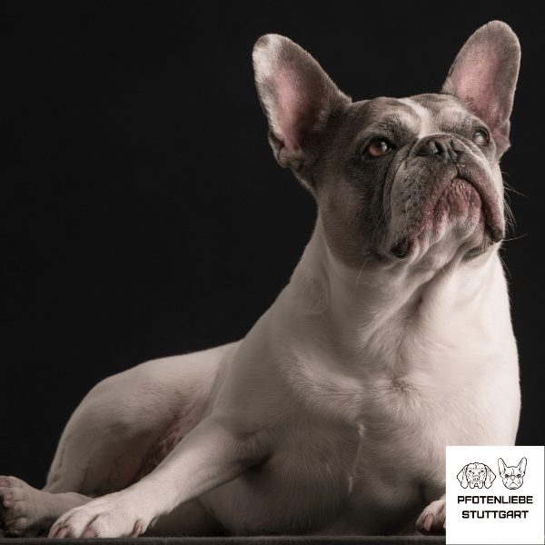 Hanni liegend Stuttgart Hundeschule