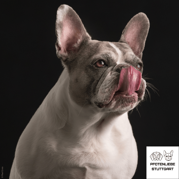 Hanni schleckt sich die Nase Stuttgart Hundeschule
