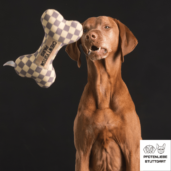 Janos mit Spielzeug Stuttgart Hundeschule