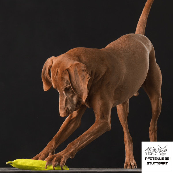 Janos mit Dummy Stuttgart Hundeschule