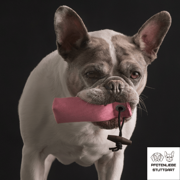 Hanni mit Dummy Stuttgart Hundeschule