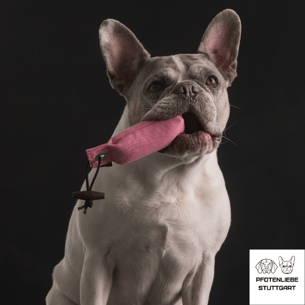 Hanni hat Dummy im Maul Stuttgart Hundeschule