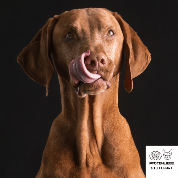 Janos schleckt sich die Nase Stuttgart Hundeschule