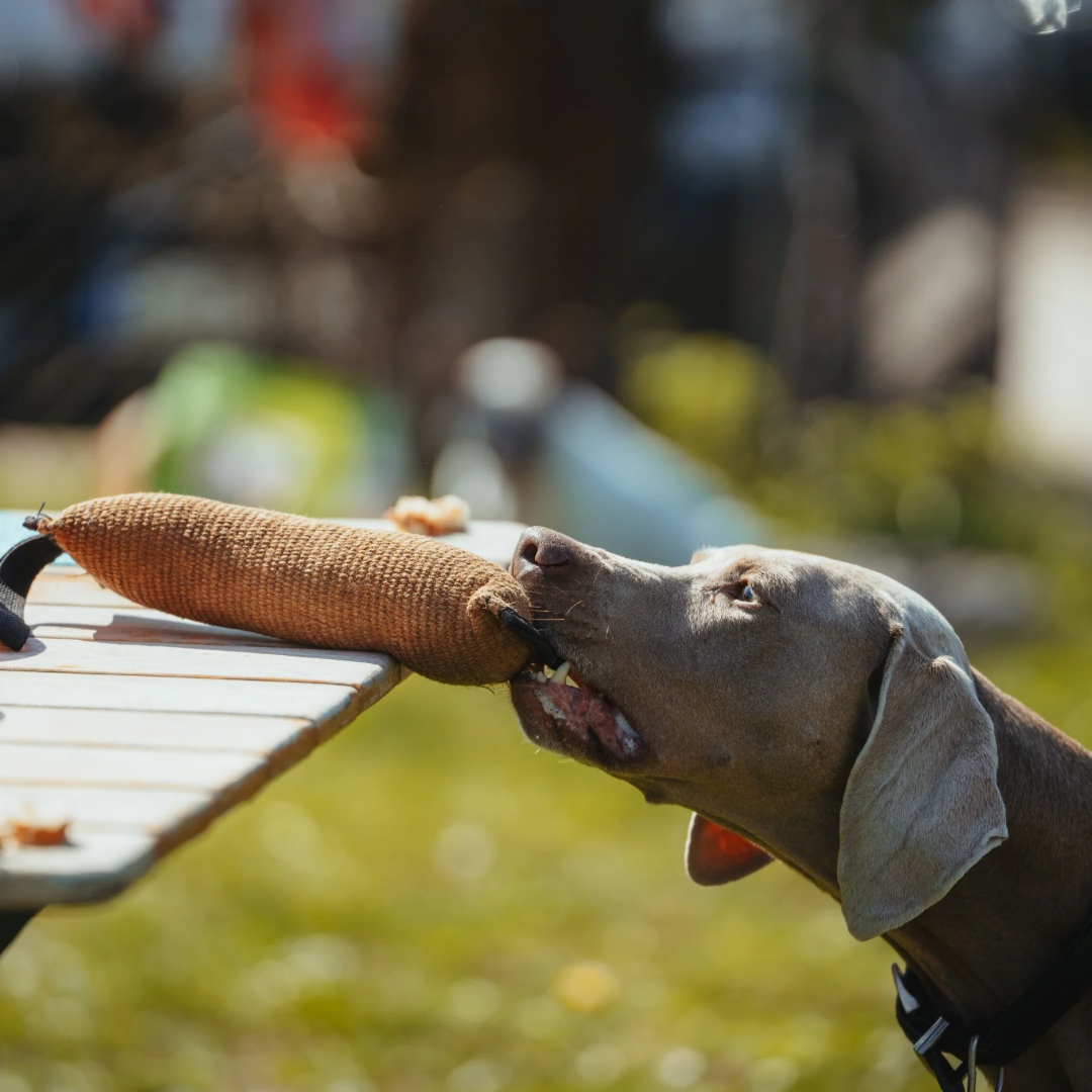 Hund arbeitet konzentriert beim Apportiertraining in Stuttgart