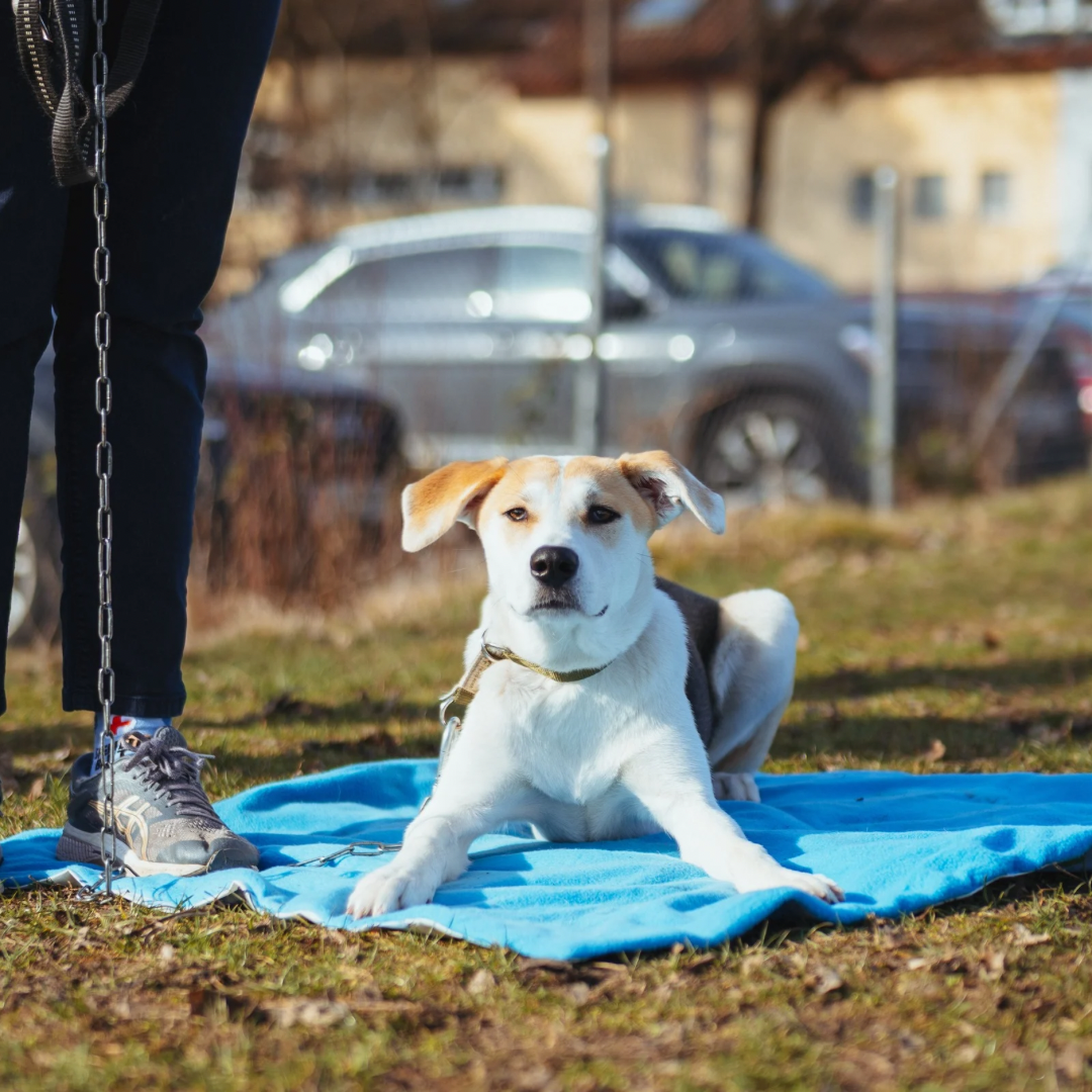 Mensch und Hund trainieren gemeinsam im Quereinsteigerkurs in Stuttgart