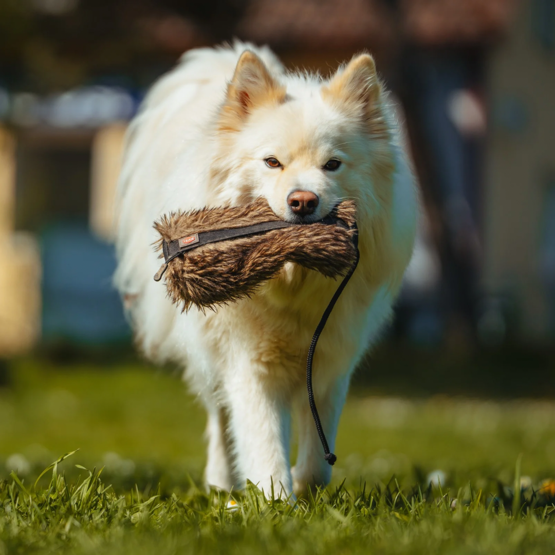 Schnupperstunde mit Hund in Stuttgart f&uuml;r Einblick in alltagstaugliches Training und ruhige Zusammenarbeit