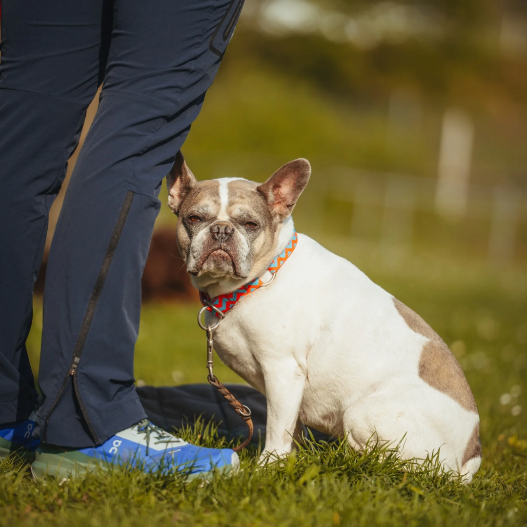 Hundetraining Stuttgart nach Anton Fichtlmeier f&uuml;r entspannte F&uuml;hrung, Vertrauen und alltagstaugliche Zusammenarbeit