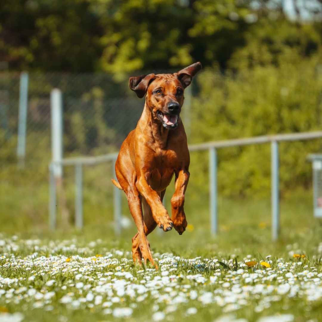 Radiustraining Hundeschule in Stuttgart f&uuml;r kontrollierten Freilauf, Aufmerksamkeit und sichere Distanzkontrolle