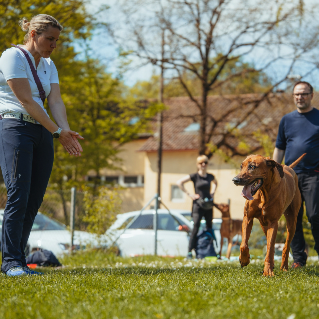 Hundetraining mit Beziehung und Orientierung bei Pfotenliebe Stuttgart