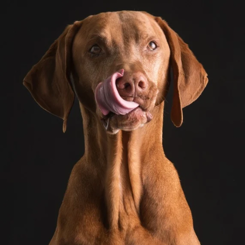 Janos Stuttgart Hundeschule