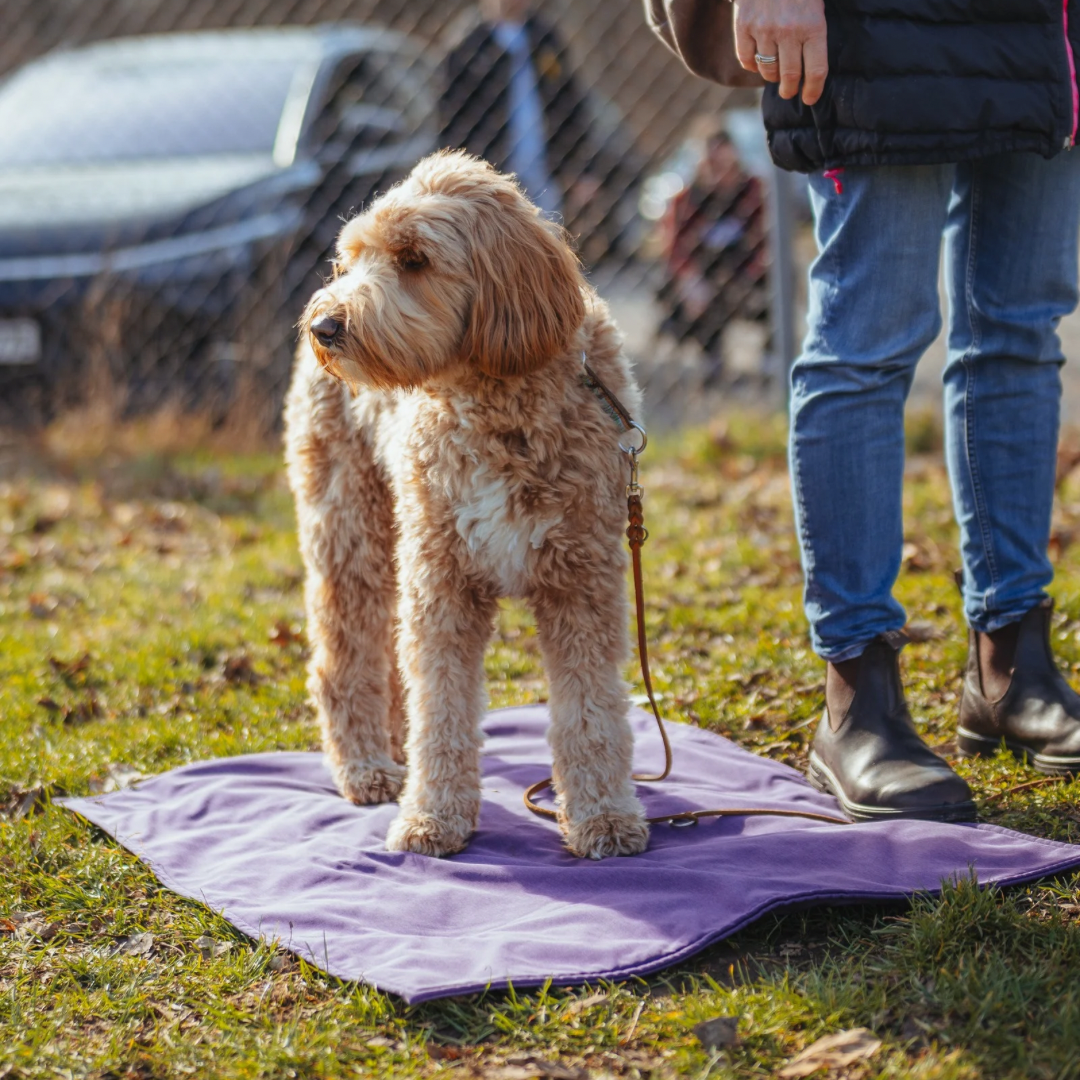 Hundetraining nach Fichtlmeier-Methode im Quereinsteigerkurs Stuttgart