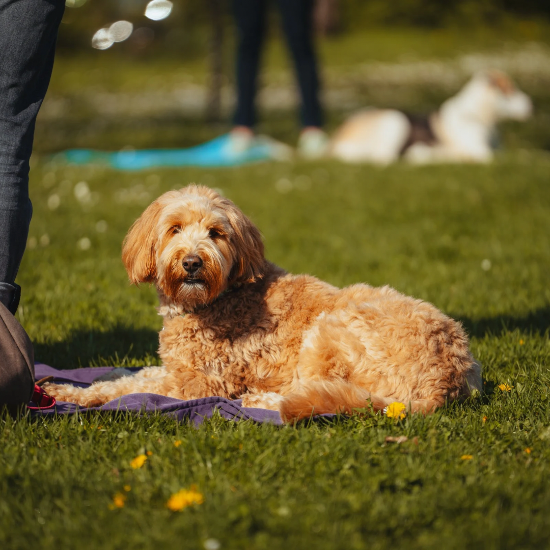Schnuppertraining Hundeschule in Stuttgart f&uuml;r unverbindliches Kennenlernen von Trainerin, Konzept und Trainingsstil