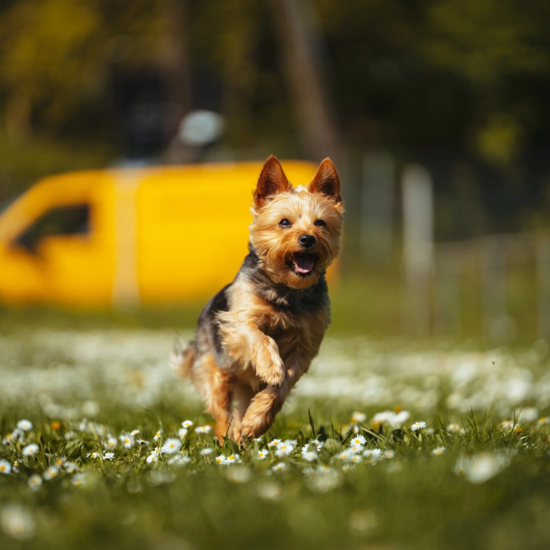 Radiustraining Hundetraining Stuttgart f&uuml;r nat&uuml;rlichen R&uuml;ckruf, N&auml;he und bessere Bindung im Freilauf