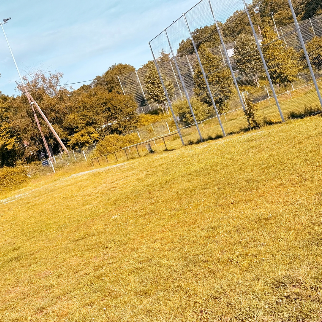 Ruhiges Hundetraining auf der Waldebene Ost