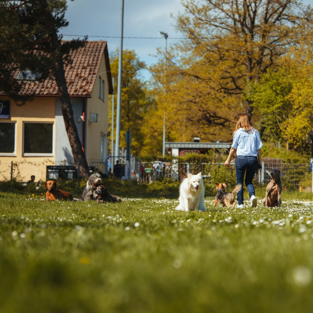 Hunde trainieren unter Ablenkung im Fortgeschrittenenkurs in Stuttgart