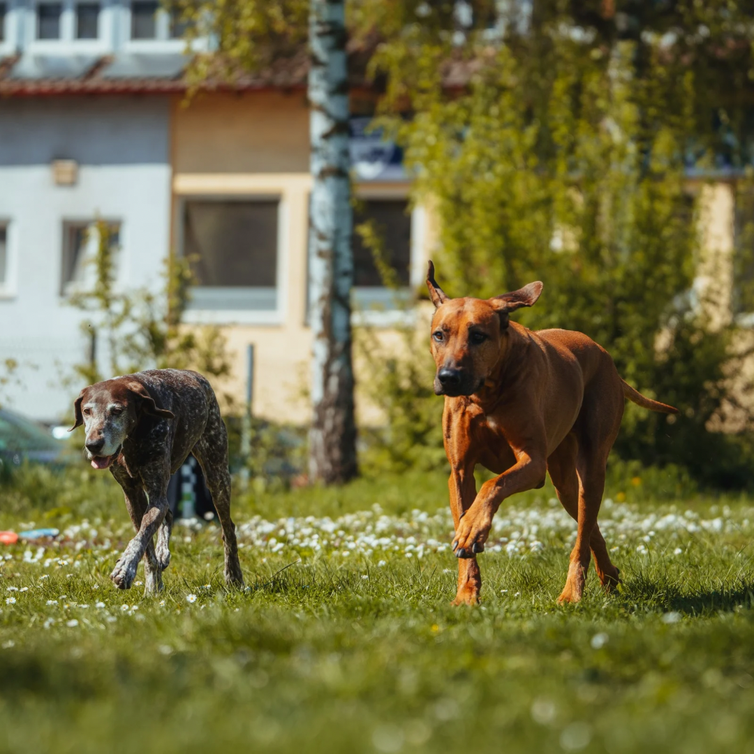 Hunde reagieren sicher auf R&uuml;ckrufsignal im Training in Stuttgart