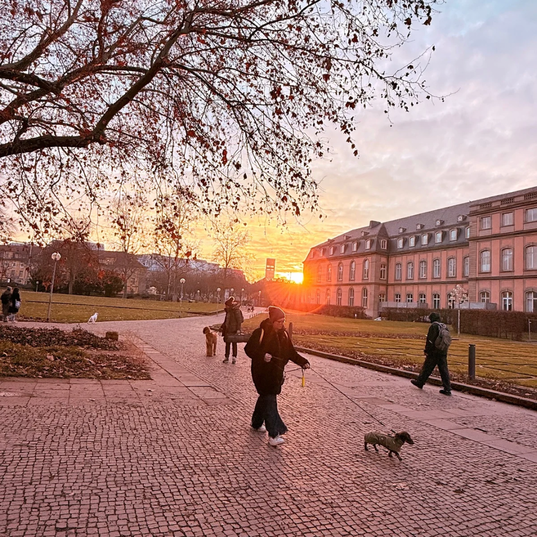 Stadttraining mit Hund Stuttgart f&uuml;r ruhige F&uuml;hrung und Alltagssicherheit im urbanen Umfeld