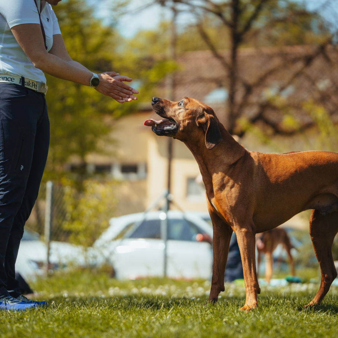 Hundeschule in Stuttgart Einzeltraining f&uuml;r individuelle L&ouml;sungen und klare Kommunikation mit deinem Hund